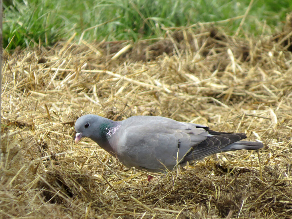 Pigeon colombin