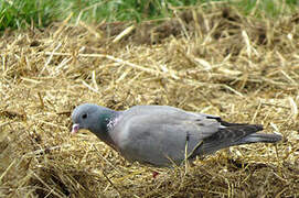 Stock Dove