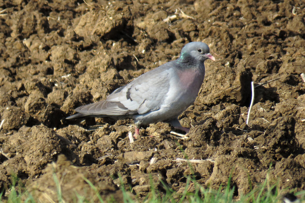 Pigeon colombin