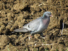 Stock Dove