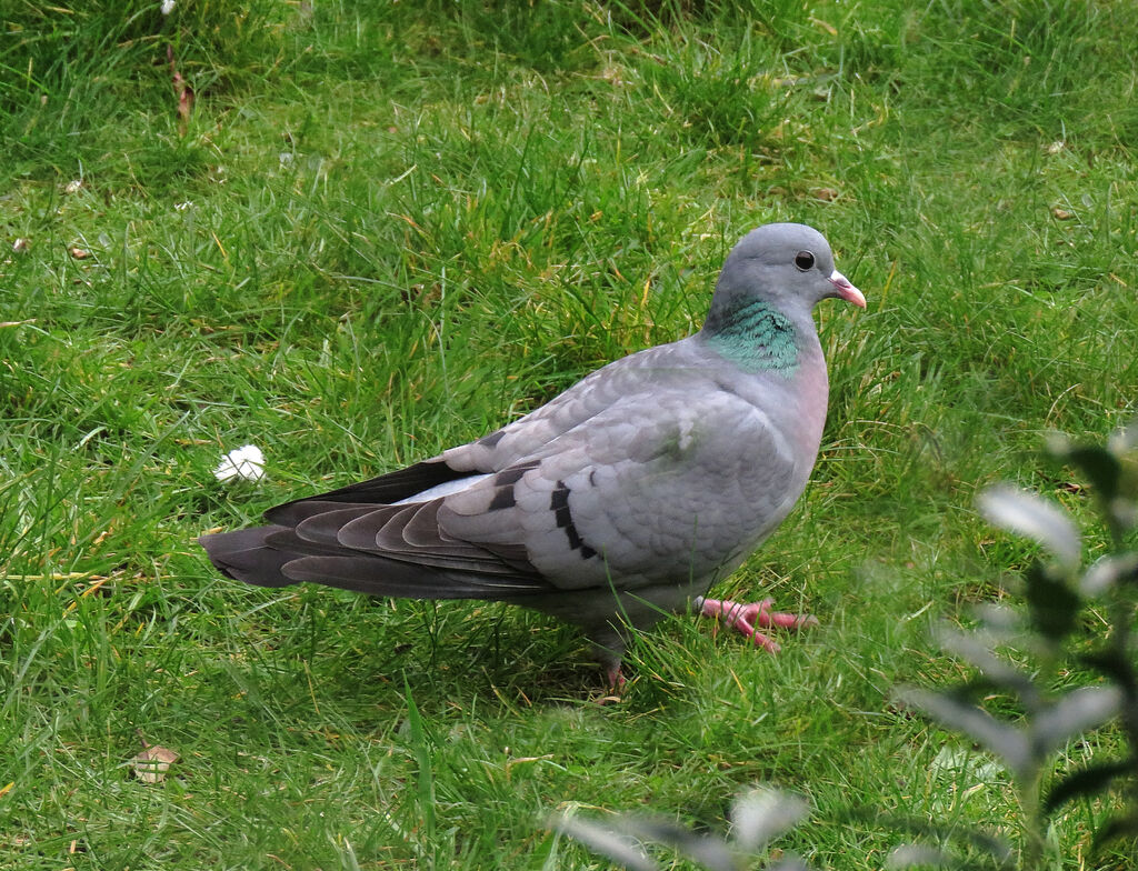 Pigeon colombin