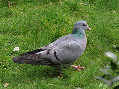 Pigeon colombin