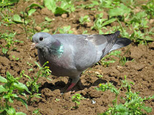 Pigeon colombin