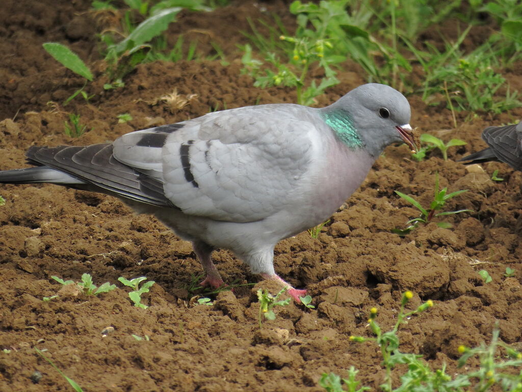 Stock Dove