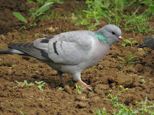 Pigeon colombin