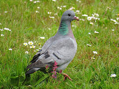 Pigeon colombin