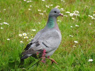 Pigeon colombin