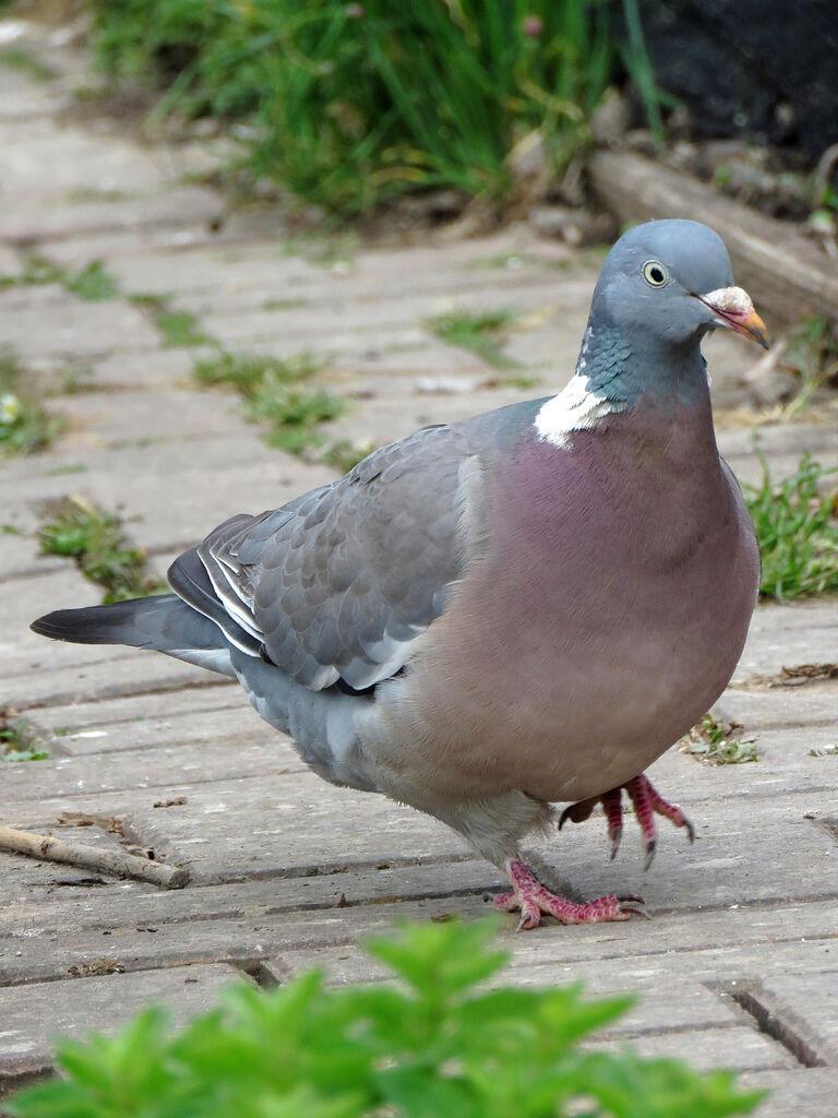 Common Wood Pigeon