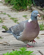 Common Wood Pigeon