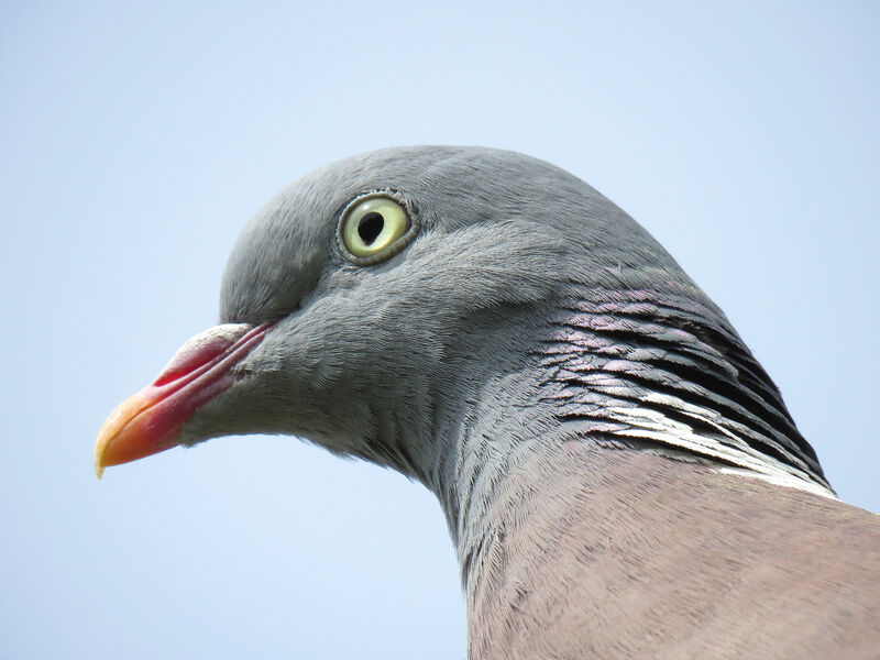 Common Wood Pigeon, close-up portrait