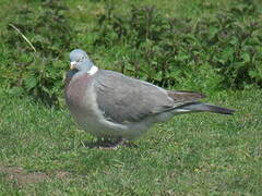 Common Wood Pigeon