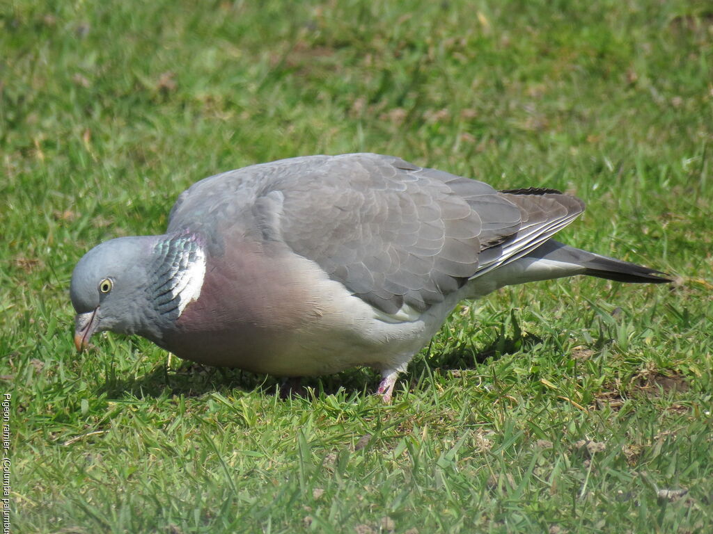 Common Wood Pigeon