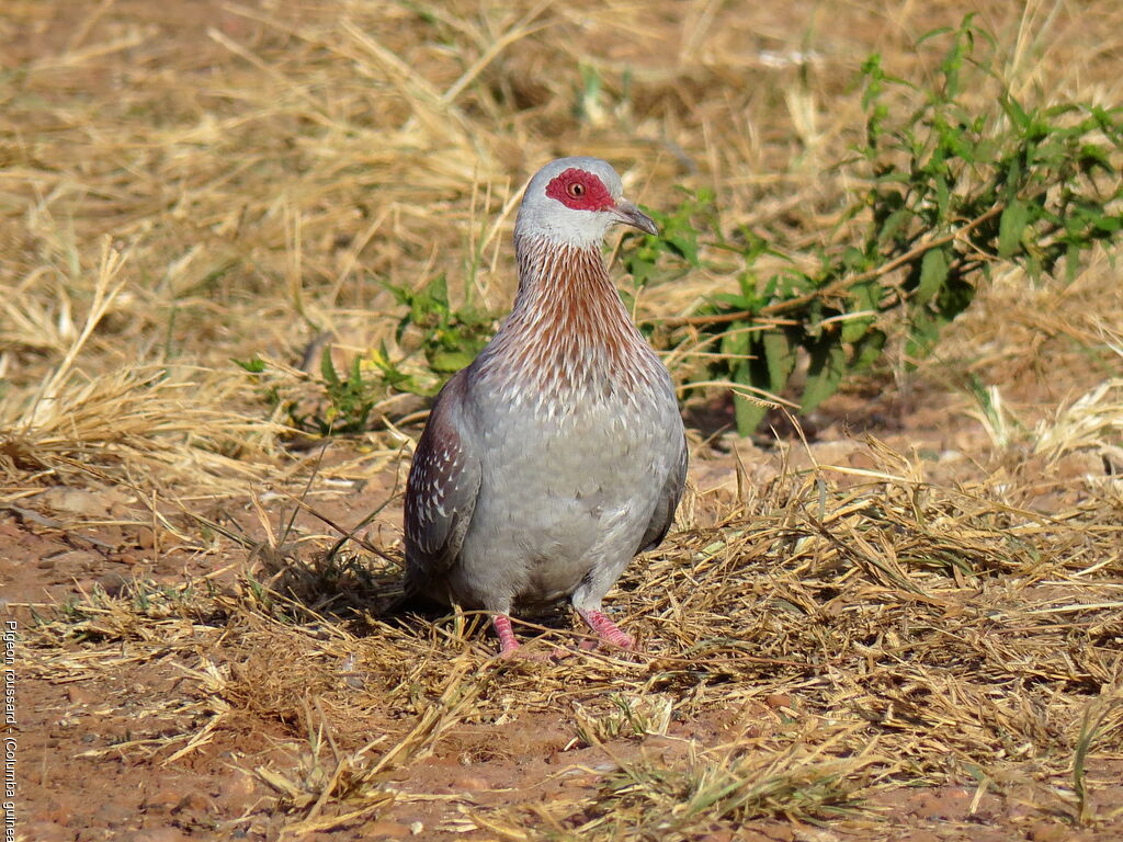 Pigeon roussard