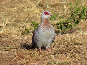 Pigeon roussard