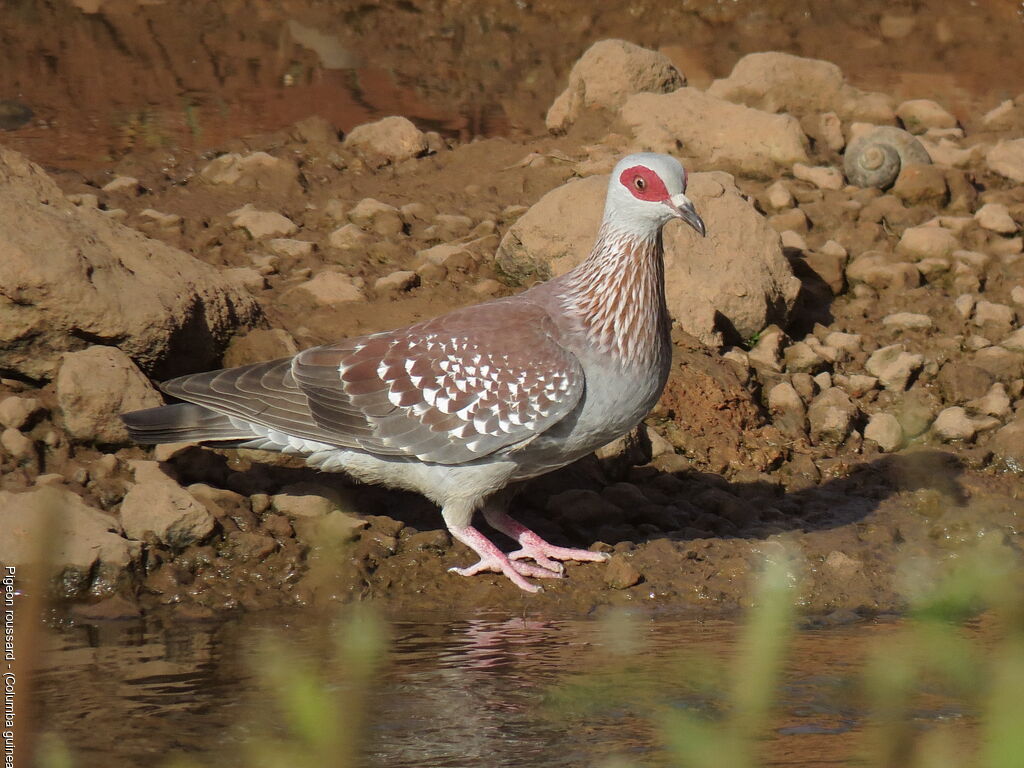 Speckled Pigeon