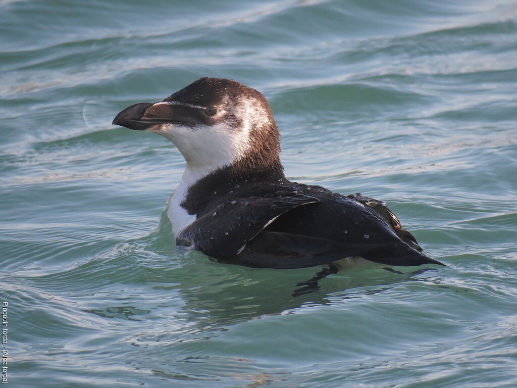 Razorbill