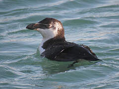 Pingouin torda