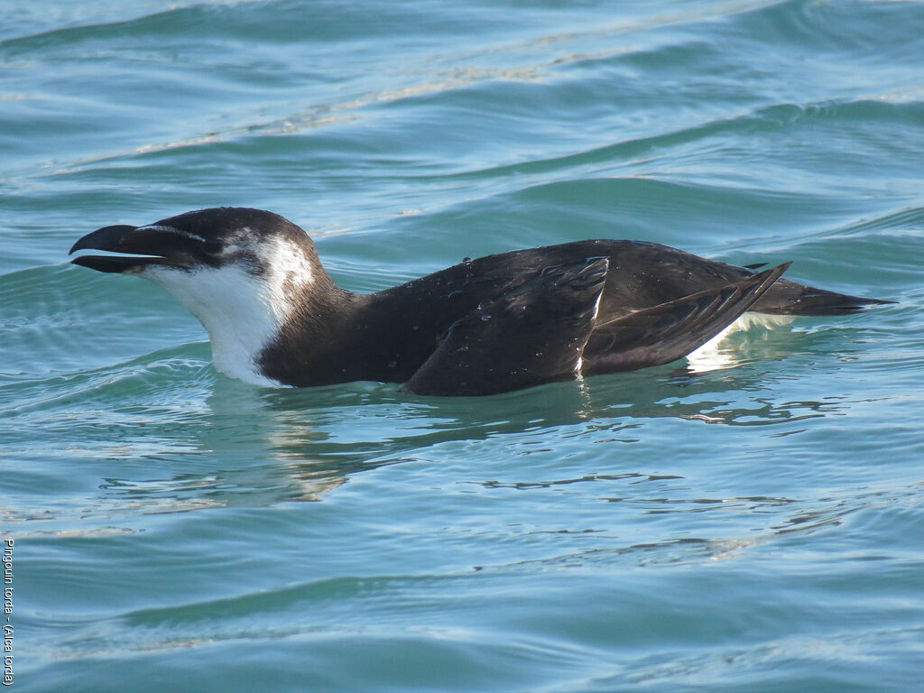 Razorbill