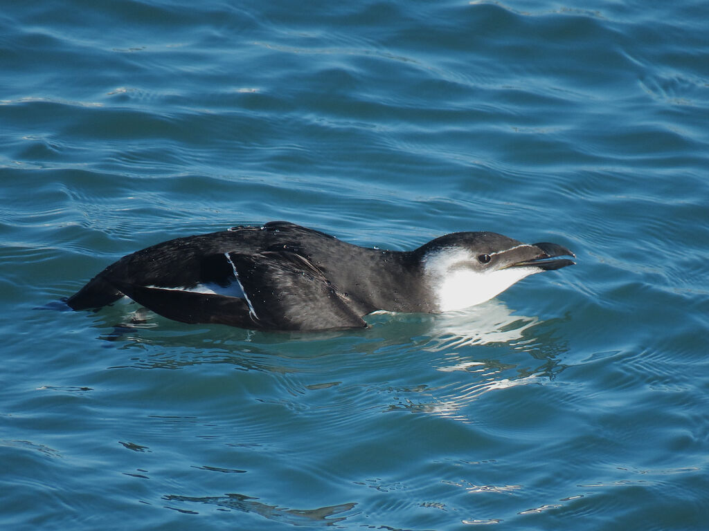 Pingouin torda