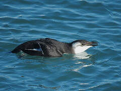 Razorbill