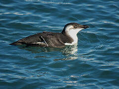 Razorbill