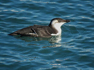 Pingouin torda