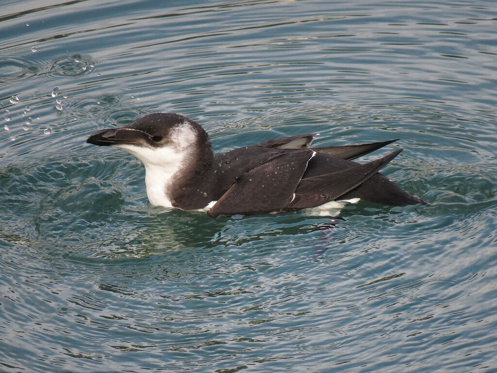 Pingouin torda