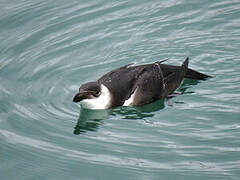 Razorbill