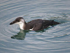 Pingouin torda