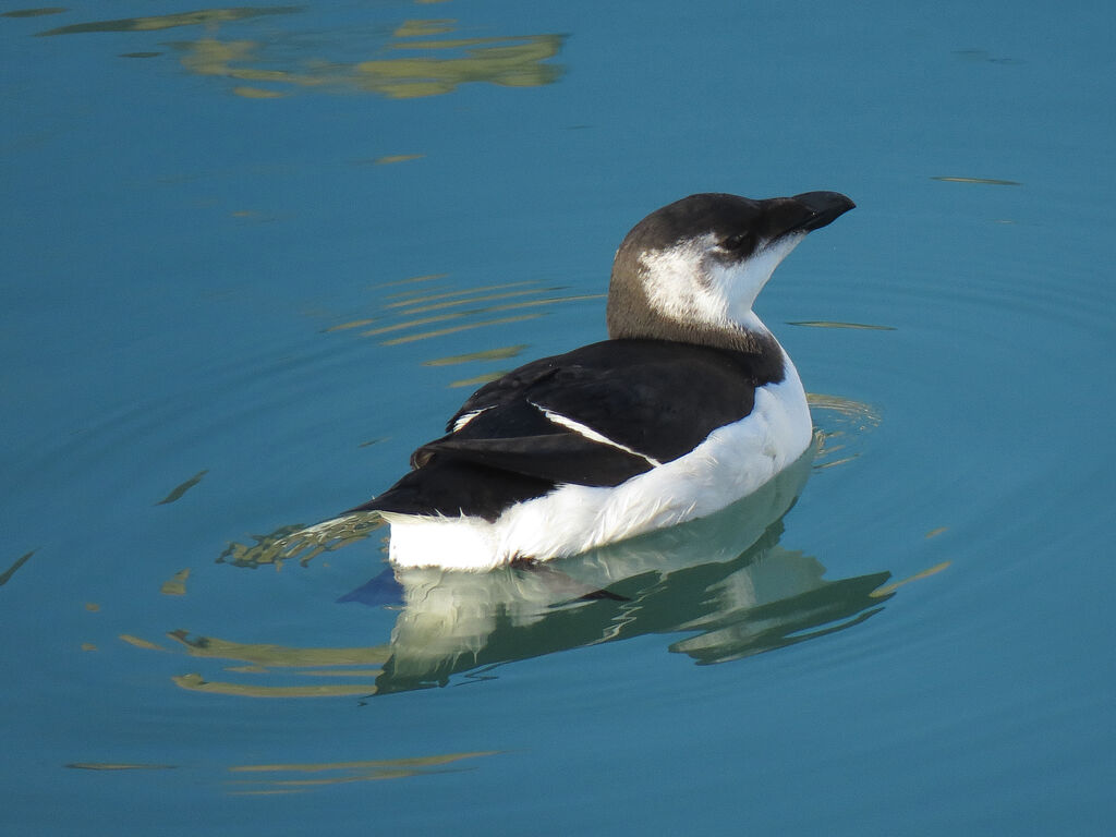 Razorbill