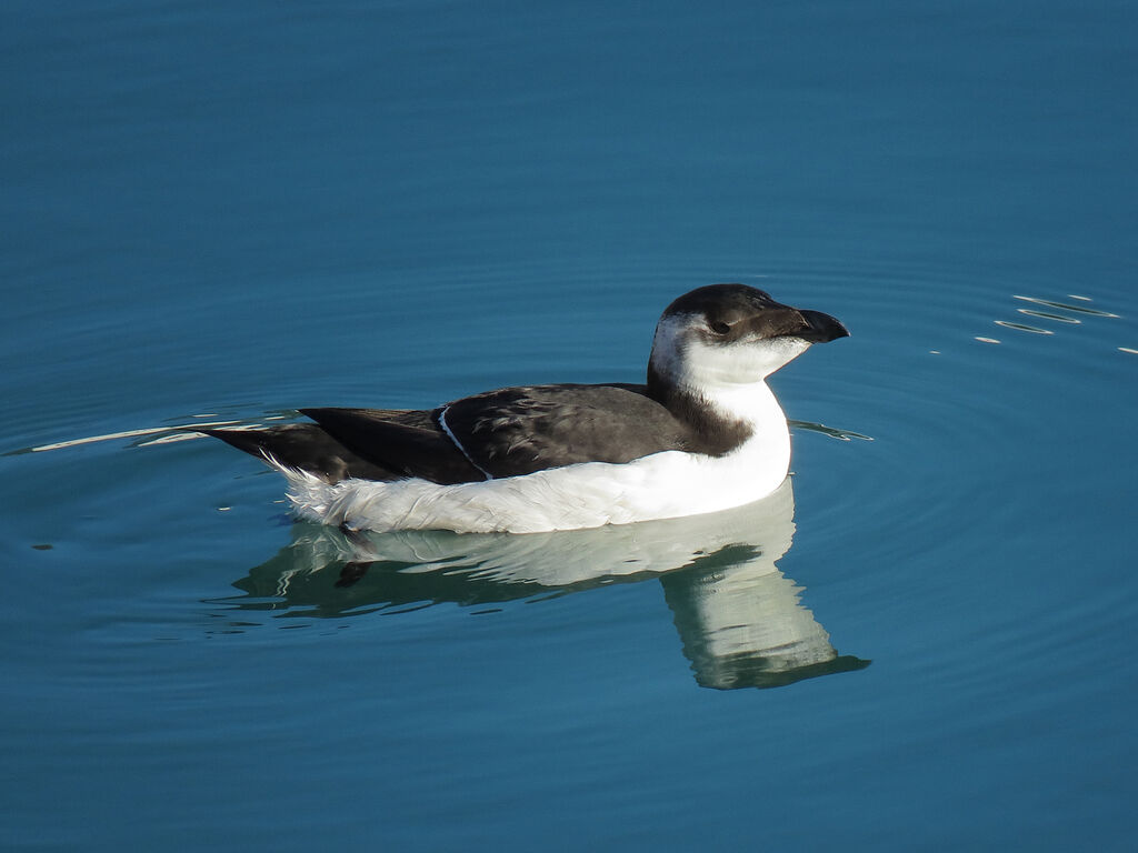 Pingouin torda