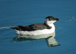 Razorbill