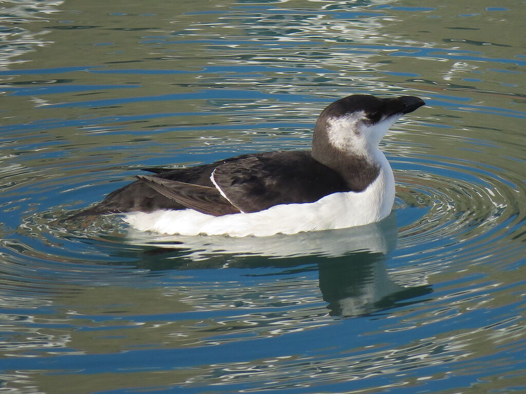 Pingouin torda