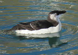 Razorbill