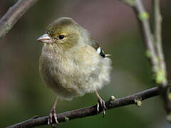 Eurasian Chaffinch