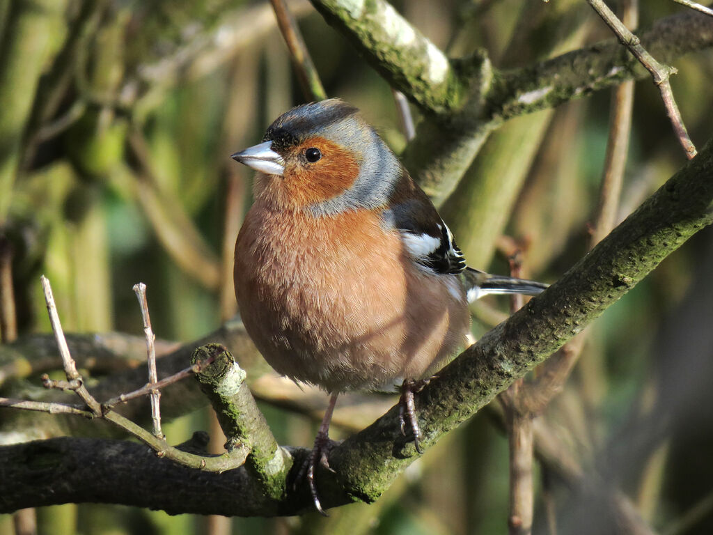 Common Chaffinch male