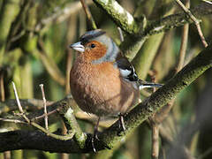 Eurasian Chaffinch