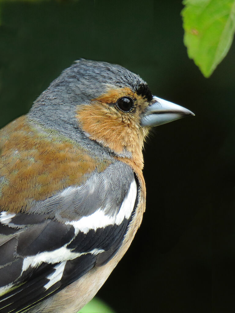 Eurasian Chaffinch male, close-up portrait