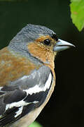 Eurasian Chaffinch