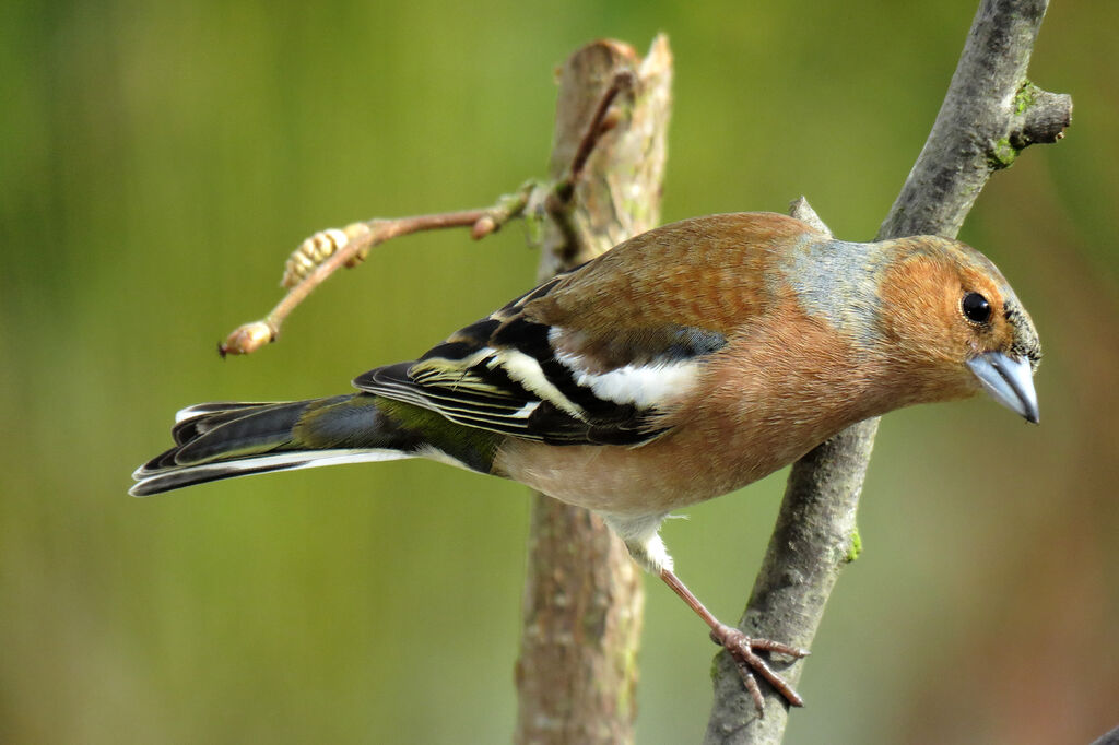 Eurasian Chaffinch