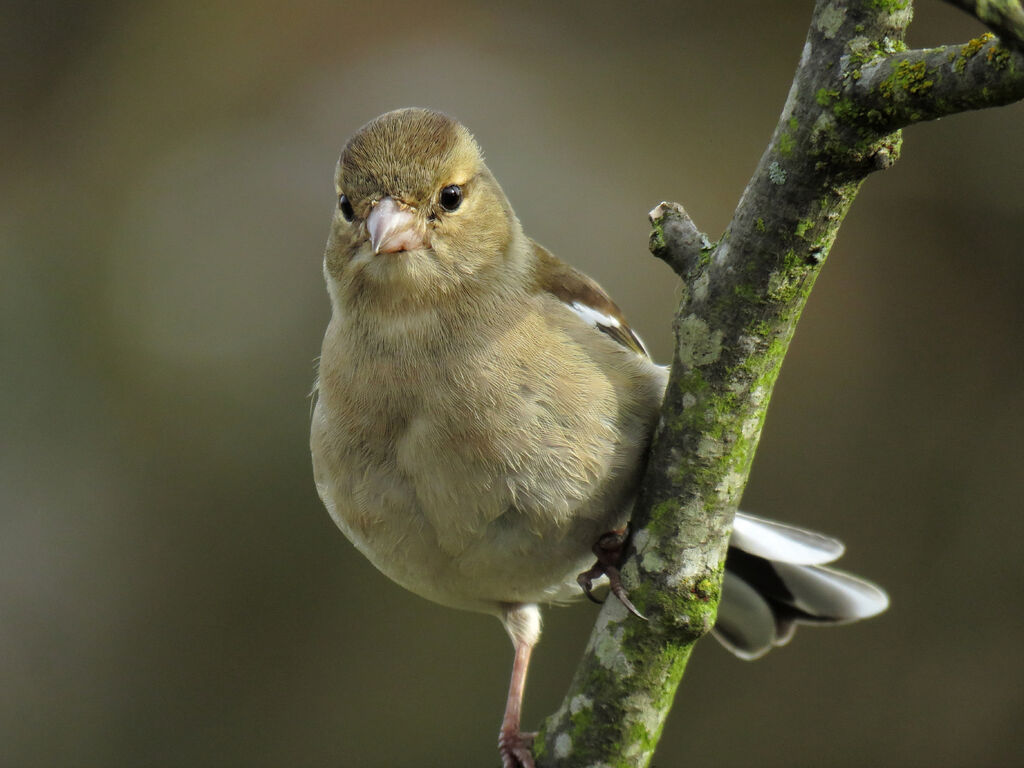 Common Chaffinch female