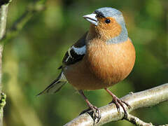 Eurasian Chaffinch