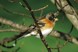 Brambling