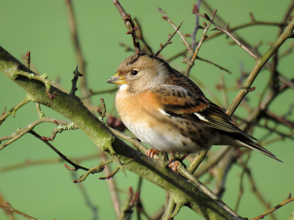 Brambling female