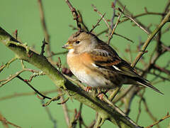 Brambling