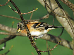 Brambling