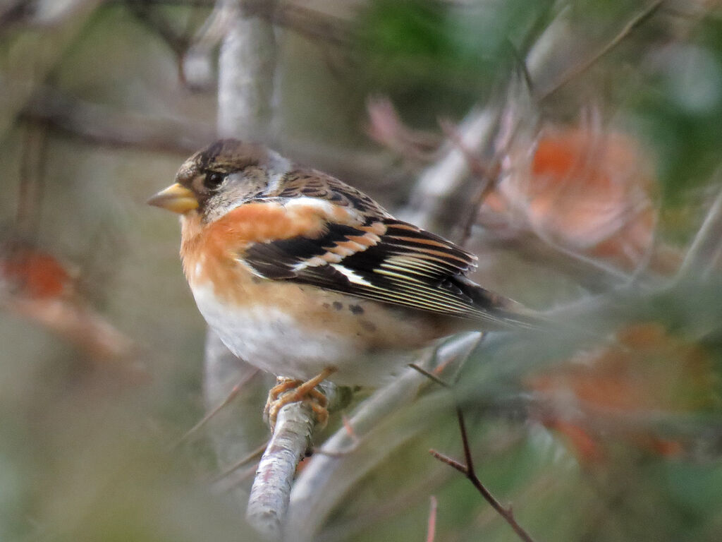 Brambling