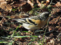 Brambling