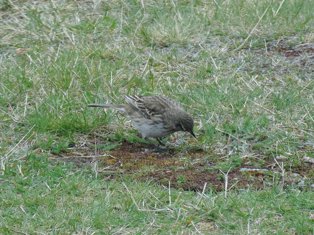 New Zealand Pipit