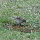 Pipit austral